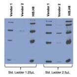 Western Blot - Anti-His Tag Antibody (A85277) - Antibodies.com