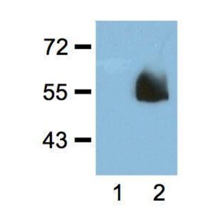 Western Blot - Anti-HA Tag Antibody (A85278) - Antibodies.com