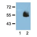 Western Blot - Anti-HA Tag Antibody (A85278) - Antibodies.com