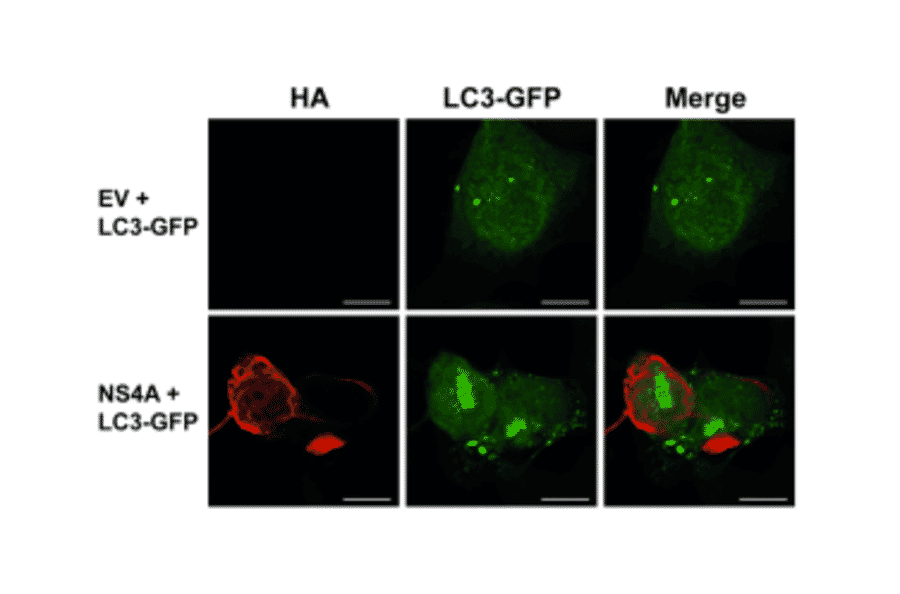 Immunofluorescnece - Anti-HA Tag Antibody [HA.C5] - Antibodies.com