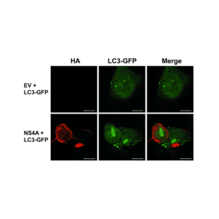Immunofluorescnece - Anti-HA Tag Antibody [HA.C5] - Antibodies.com