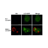 Immunofluorescnece - Anti-HA Tag Antibody [HA.C5] - Antibodies.com