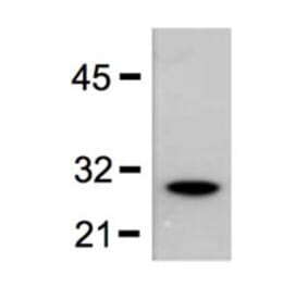 Western Blot - Anti-GST Tag Antibody (A85279) - Antibodies.com