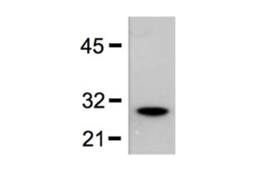 Western Blot - Anti-GST Tag Antibody (A85279) - Antibodies.com