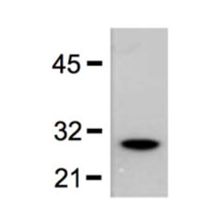 Western Blot - Anti-GST Tag Antibody (A85279) - Antibodies.com