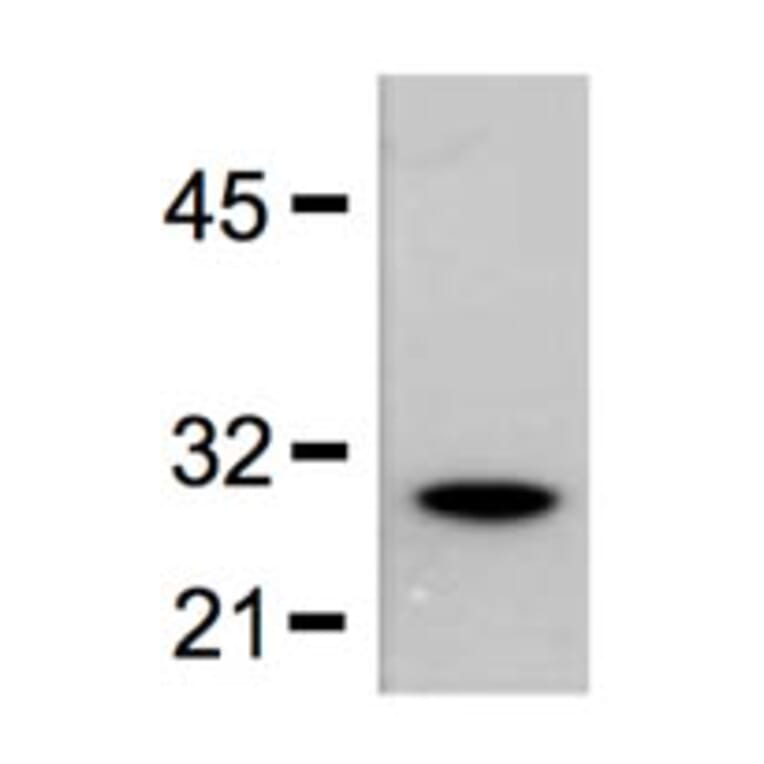 Western Blot - Anti-GST Tag Antibody (A85279) - Antibodies.com