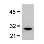 Western Blot - Anti-GST Tag Antibody (A85279) - Antibodies.com