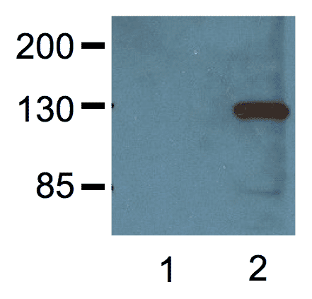 1:1000 (1µg/mL) Ab dilution probed against HEK293 cells transfected with V5-tagged protein vector; untransfected (1) and transfected (2).