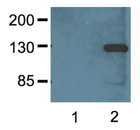 Western Blot - Anti-V5 Tag Antibody (A85280) - Antibodies.com