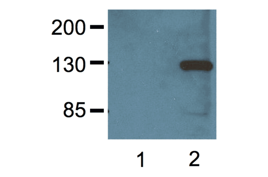 Western Blot - Anti-V5 Tag Antibody (A85280) - Antibodies.com