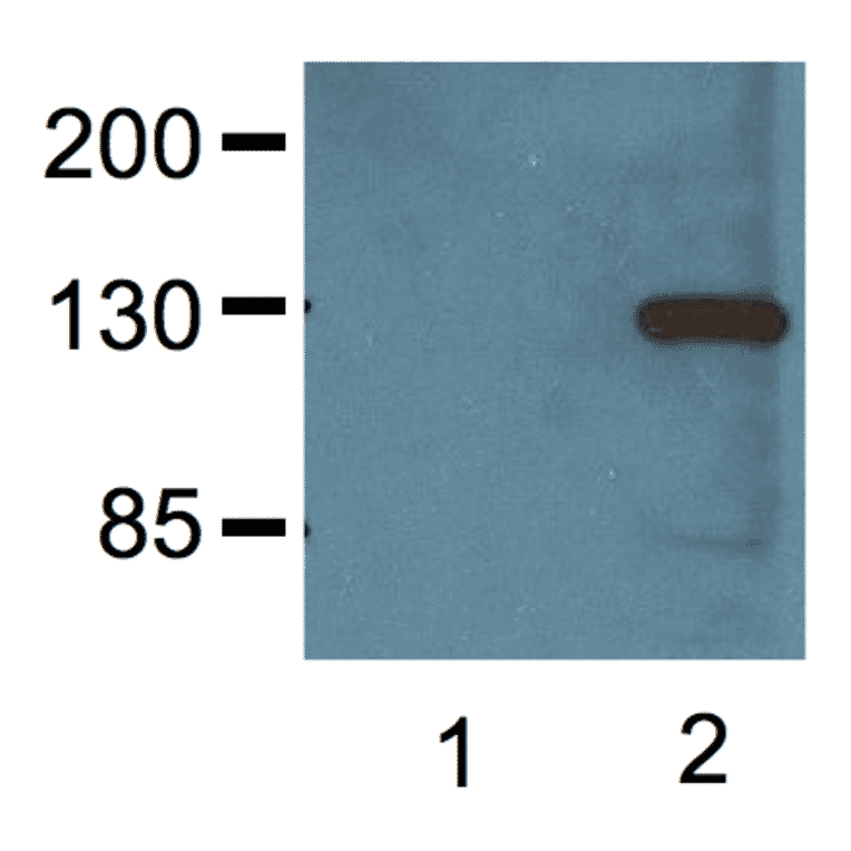 Western Blot - Anti-V5 Tag Antibody (A85280) - Antibodies.com
