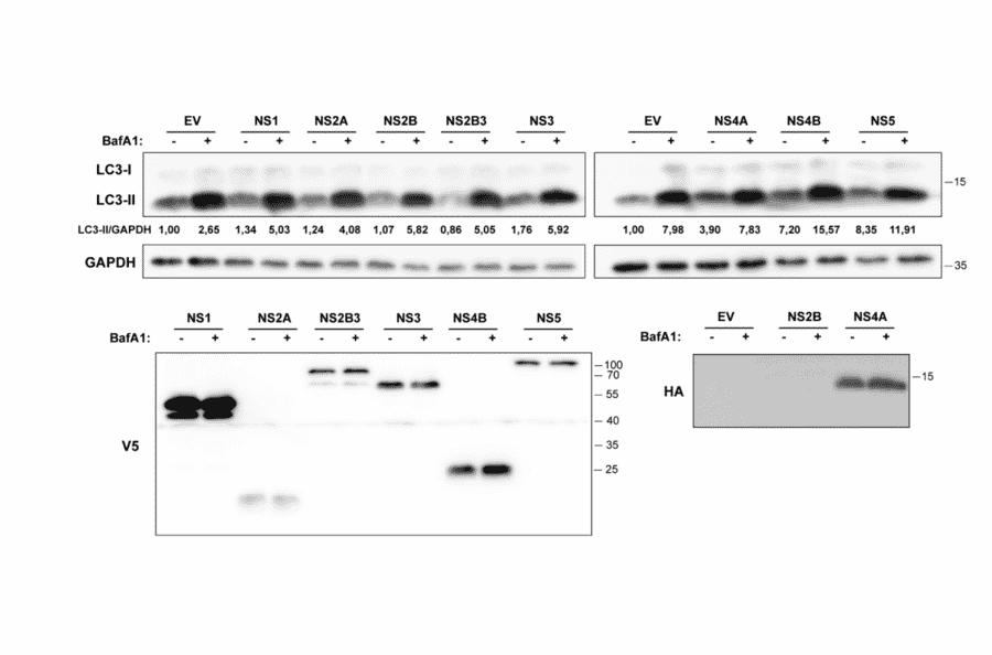 Validation Data - Anti-V5 Tag Antibody [V5.E10] (A85280)