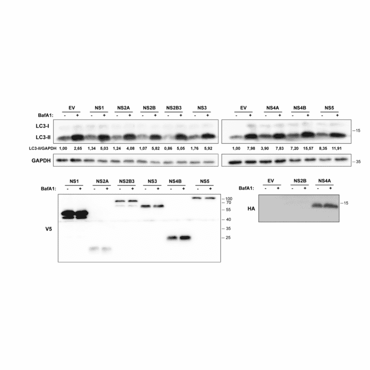 Validation Data - Anti-V5 Tag Antibody [V5.E10] (A85280)