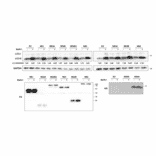 Validation Data - Anti-V5 Tag Antibody [V5.E10] (A85280)