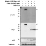 Immunoblot - Anti-V5 Tag Antibody [V5.E10] - Antibodies.com