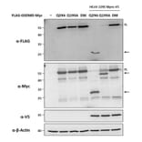 Immunoblot - Anti-V5 Tag Antibody [V5.E10] - Antibodies.com