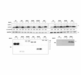 Immunofluorescnece - Anti-V5 antibody, clone V5.E10 - Antibodies.com