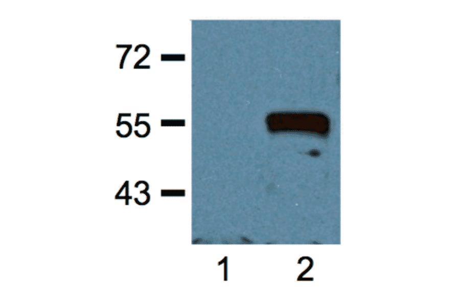 Western Blot - Anti-Myc Tag Antibody (A85281) - Antibodies.com