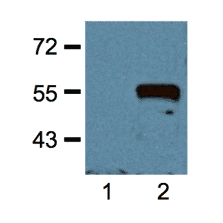 Western Blot - Anti-Myc Tag Antibody (A85281) - Antibodies.com
