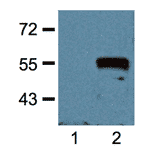 Western Blot - Anti-Myc Tag Antibody (A85281) - Antibodies.com