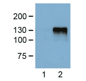 Western Blot - Anti-FLAG Tag Antibody (A85282) - Antibodies.com