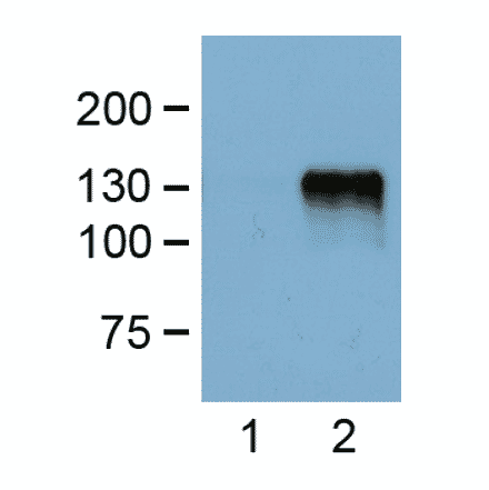 Western Blot - Anti-FLAG Tag Antibody (A85282) - Antibodies.com