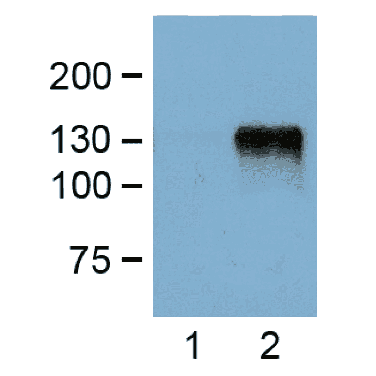 Western Blot - Anti-FLAG Tag Antibody (A85282) - Antibodies.com