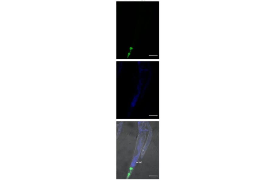 Immunofluorescnece - Anti-FLAG Tag Antibody [FG4R] - Antibodies.com