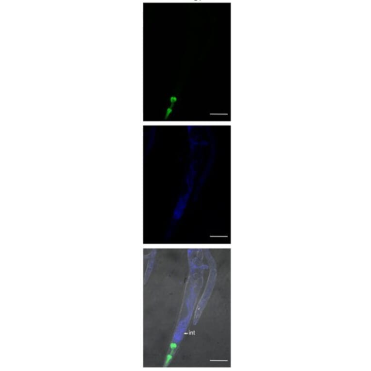 Immunofluorescnece - Anti-FLAG Tag Antibody [FG4R] - Antibodies.com