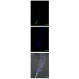 Immunofluorescnece - Anti-FLAG Tag Antibody [FG4R] - Antibodies.com
