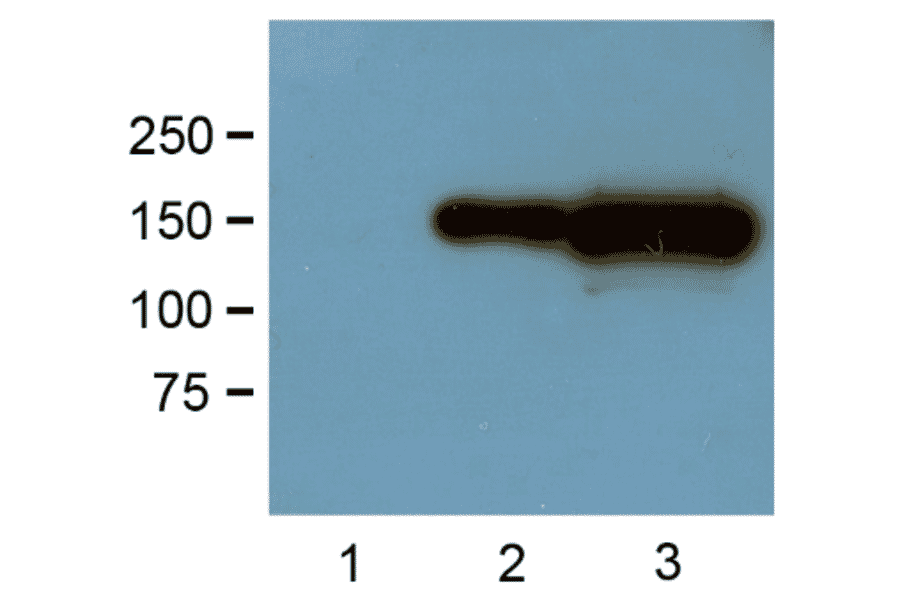 Western Blot - Anti-GFP Tag Antibody (A85283) - Antibodies.com
