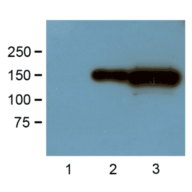 Western Blot - Anti-GFP Tag Antibody (A85283) - Antibodies.com