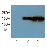 Western Blot - Anti-GFP Tag Antibody (A85283) - Antibodies.com