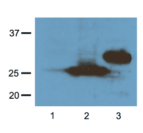 Western Blot - Anti-RFP Tag Antibody (A85284) - Antibodies.com