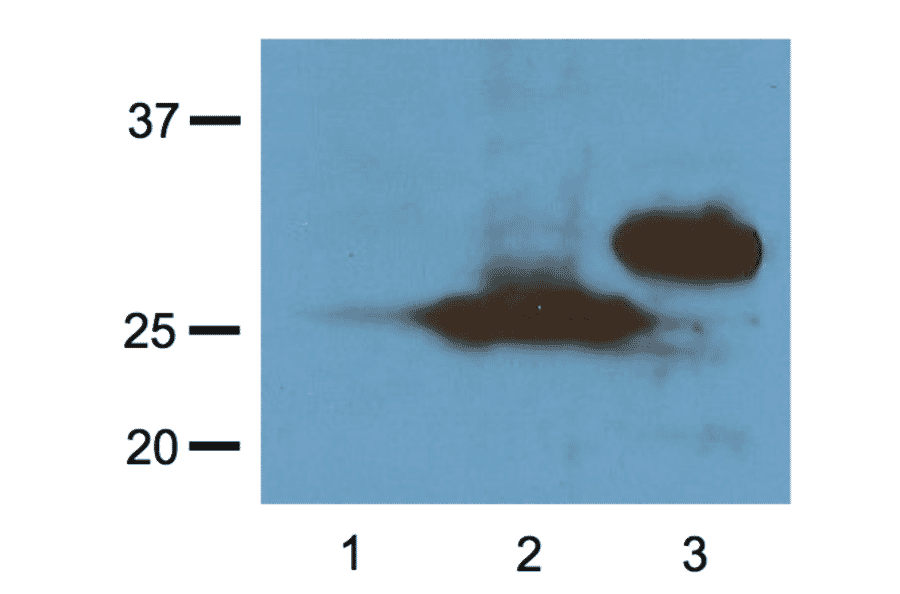 Western Blot - Anti-RFP Tag Antibody (A85284) - Antibodies.com