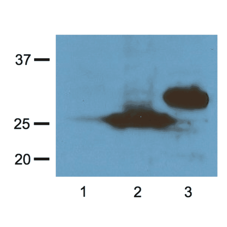 Western Blot - Anti-RFP Tag Antibody (A85284) - Antibodies.com