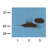 Western Blot - Anti-RFP Tag Antibody (A85284) - Antibodies.com