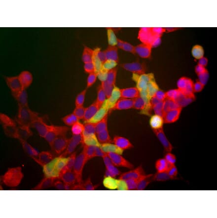 Immunofluorescence - Anti-NSE Antibody (A85285) - Antibodies.com