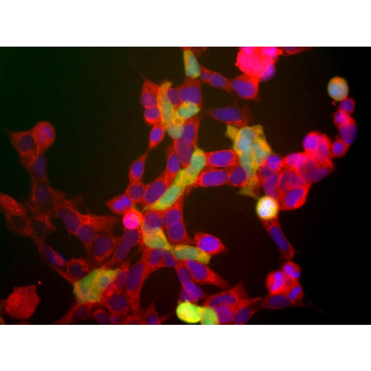 Immunofluorescence - Anti-NSE Antibody (A85285) - Antibodies.com