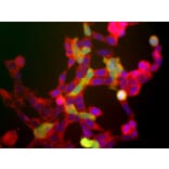 Immunofluorescence - Anti-NSE Antibody (A85285) - Antibodies.com