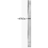 Western Blot - Anti-NSE Antibody (A85285) - Antibodies.com