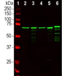 Western Blot - Anti-NF-L Antibody (A85286) - Antibodies.com