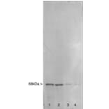 Western Blot - Anti-NF-L Antibody (A85286) - Antibodies.com