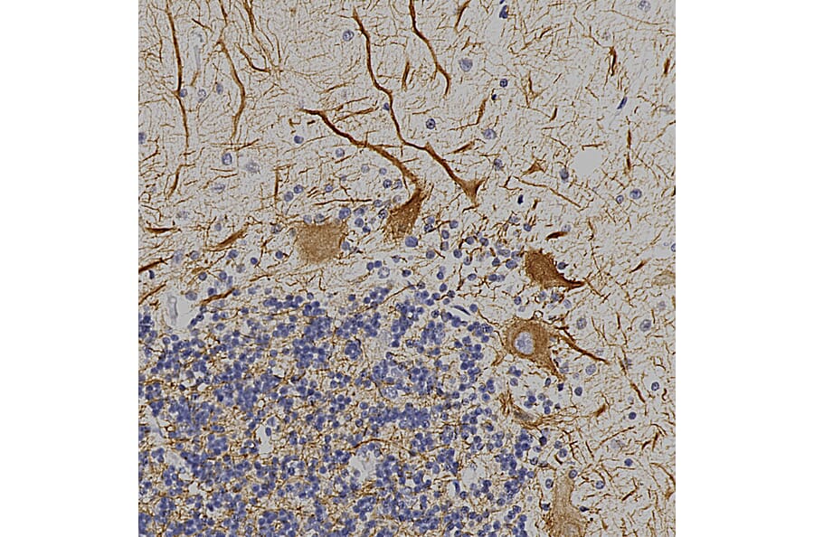 Immunohistochemistry - Anti-NF-L Antibody (A85286) - Antibodies.com