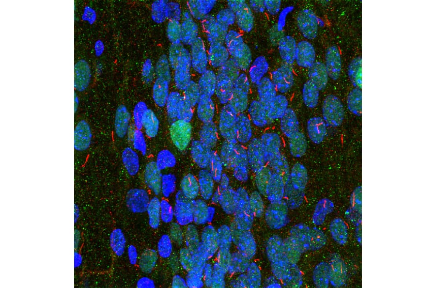 Immunofluorescence - Anti-Adenylate Cyclase 3 Antibody (A85287) - Antibodies.com