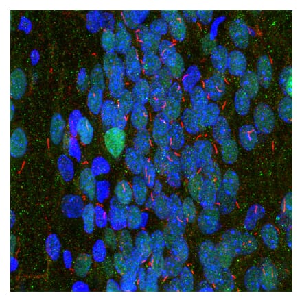 Immunofluorescence - Anti-Adenylate Cyclase 3 Antibody (A85287) - Antibodies.com