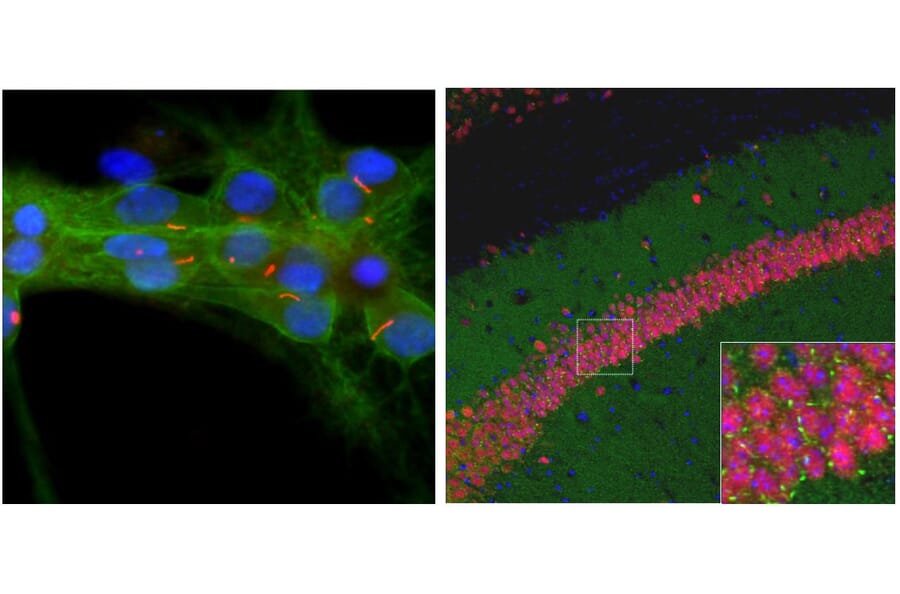 Immunofluorescence - Anti-Adenylate Cyclase 3 Antibody (A85287) - Antibodies.com