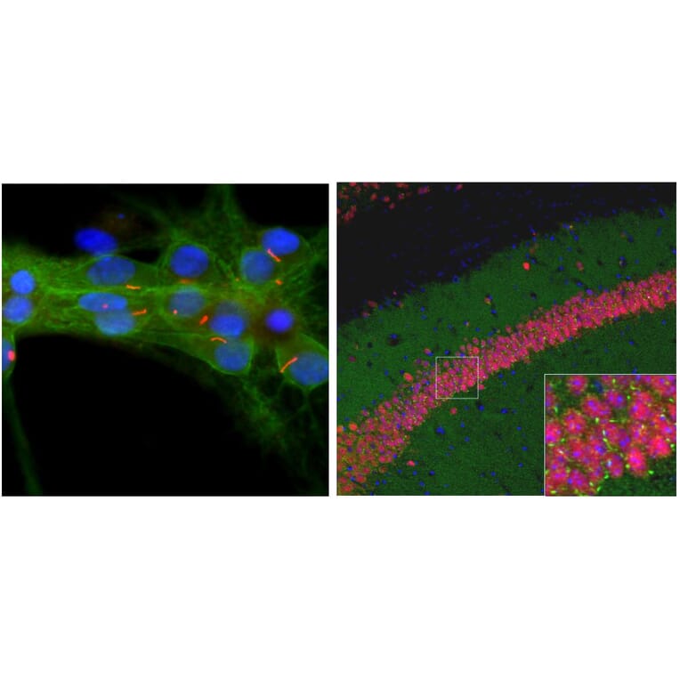 Immunofluorescence - Anti-Adenylate Cyclase 3 Antibody (A85287) - Antibodies.com