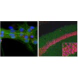 Immunofluorescence - Anti-Adenylate Cyclase 3 Antibody (A85287) - Antibodies.com