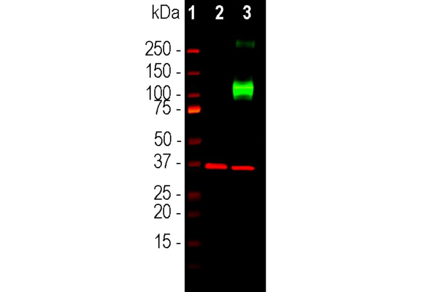Western Blot - Anti-Adenylate Cyclase 3 Antibody (A85287) - Antibodies.com